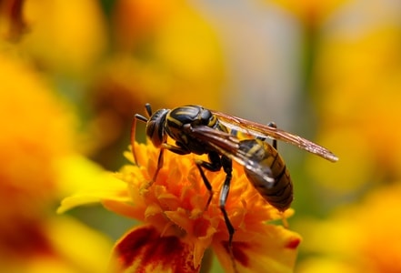 秋天-蜂-昆虫-宾得-昆虫 图片素材