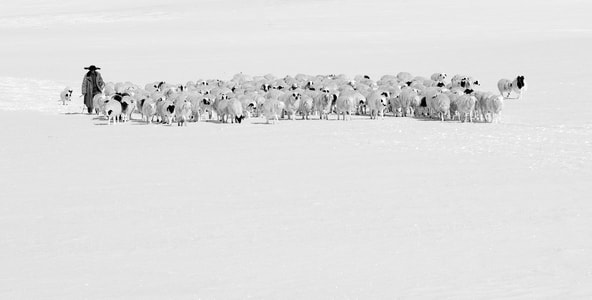 冬季-大雪-黑白-羊群-牧羊人 图片素材