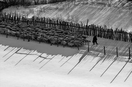 黑白-羊群-归来-牧羊人-蛤蟆坝 图片素材