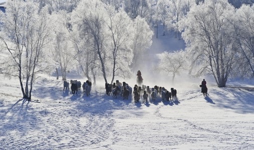 冬季-大雪-雾松-马群-自然 图片素材