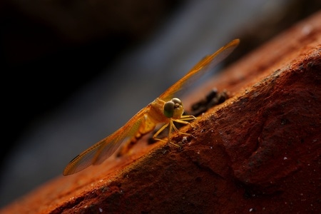蜻蜓-昆虫-微距-昆虫-蜻蜓 图片素材
