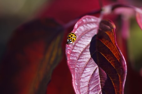 秋色-瓢虫-甲虫-昆虫-瓢虫 图片素材