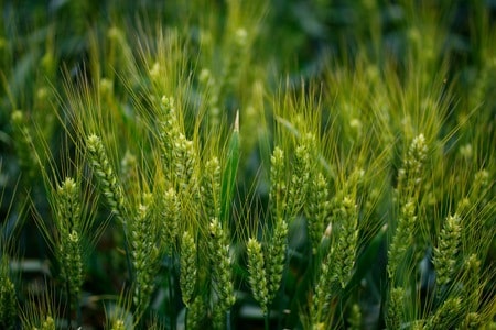 庄家-小麦-小麦-庄稼-麦子 图片素材