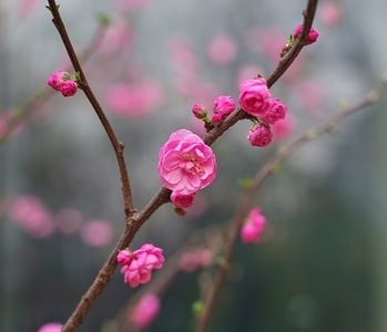 桃花-春天-蔷薇-桃花-花 图片素材