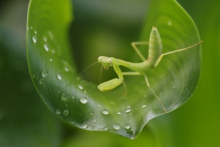 昆虫-螳螂-幼龄-斧螳-昆虫 图片素材