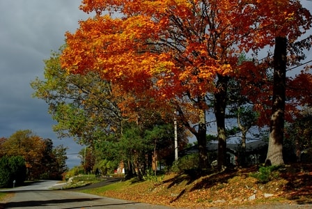 路边-枫树-红叶-秋色-加拿大 图片素材