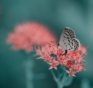 蝴蝶-昆虫-微距-小灰蝶-蝴蝶 图片素材