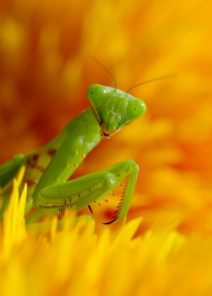 昆虫-螳螂-微距-斧螳-宾得 图片素材