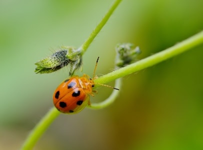 昆虫-甲虫-叶甲-十星瓢萤叶甲-甲虫 图片素材