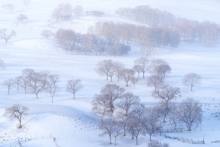 坝上-大雪-阳光-草原-树木 图片素材