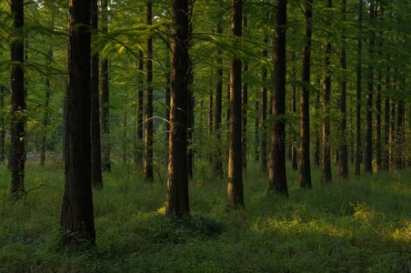 树林-水杉-植物-阳光-宾得 图片素材