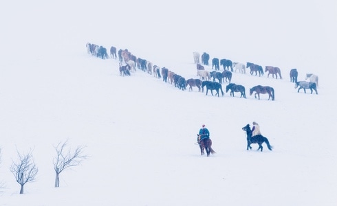 牧民-风雪-冬季-旅遊-风景 图片素材