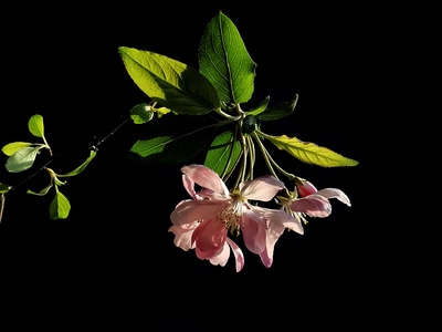 我要上封面-花卉-海棠花-光影-海棠花 图片素材