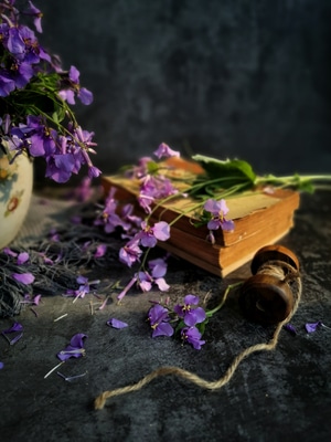 静物-花卉-二月兰-紫色-二月兰 图片素材