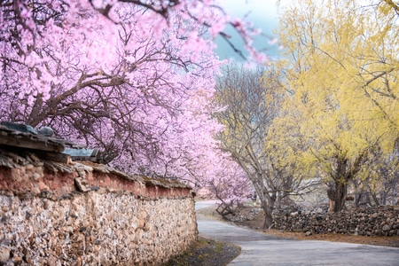 中国西藏-林芝桃花节-桃花-西藏林芝-旅游 图片素材