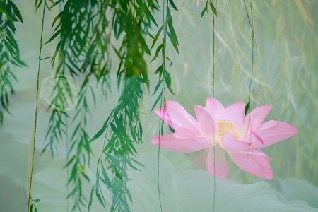 风光-花花草草-荷花-多重曝光-唯美 图片素材