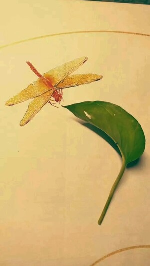 手机摄影-草间偷活-国画-草虫-节肢动物 图片素材