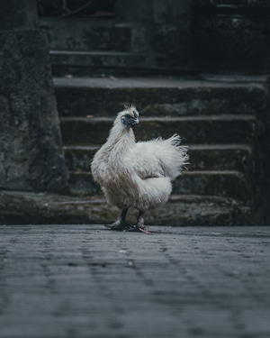 我不专业但我喜欢摄影-纪实-人文-温州-母鸡 图片素材