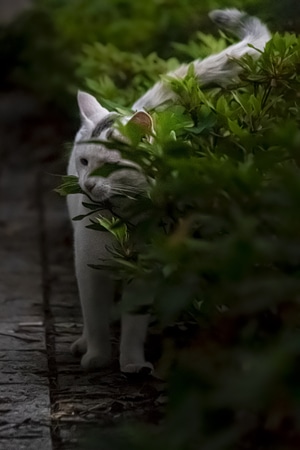 我要上封面-我不专业但我喜欢摄影-猫-街拍-猫 图片素材