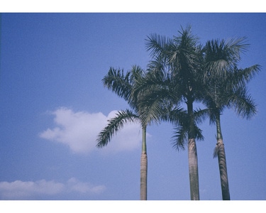 写真-摄影-树-树木-自然 图片素材