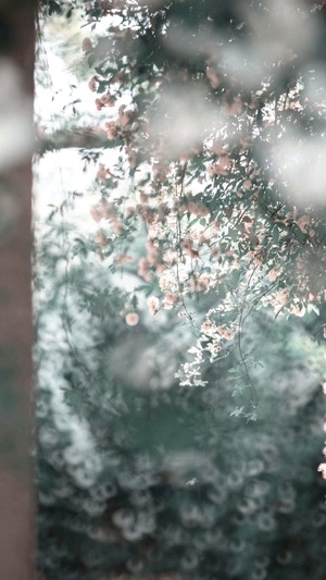 春天-绿叶-玄武湖-木香花-繁花 图片素材