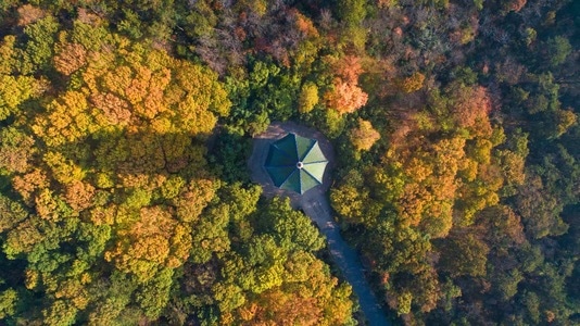 秋色-钟山-树林-自然-风景 图片素材