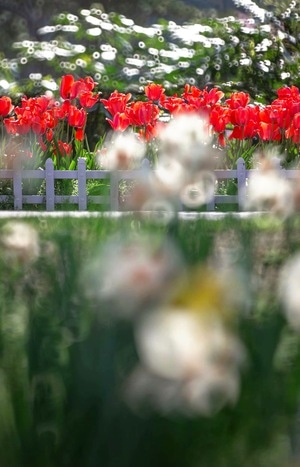 花-春天-郁金香-植物园-郁金香 图片素材
