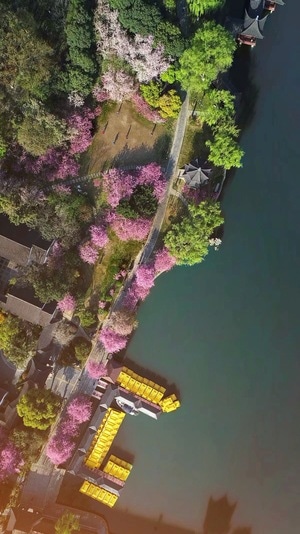 海棠-早晨-花-莫愁湖-春天 图片素材