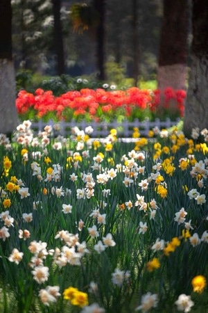 花-春天-郁金香-植物园-郁金香 图片素材