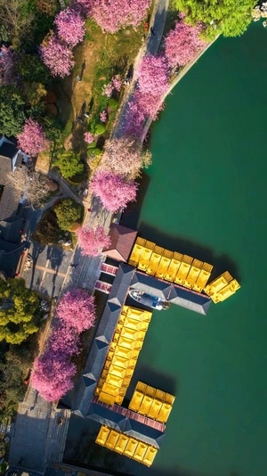 海棠-早晨-花-莫愁湖-春天 图片素材