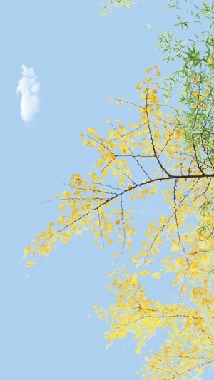 繁花-春天-碧蓝-天空-花 图片素材