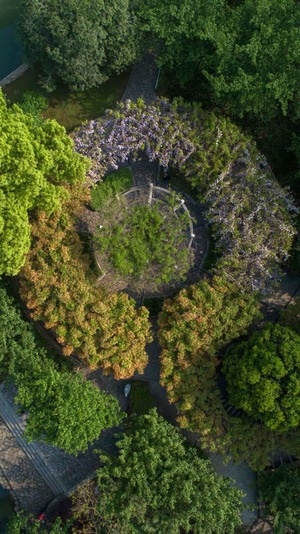 繁花-情侣园-紫藤-春天-紫藤 图片素材