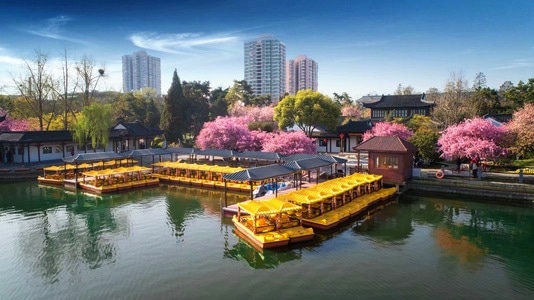 海棠-早晨-花-莫愁湖-春天 图片素材