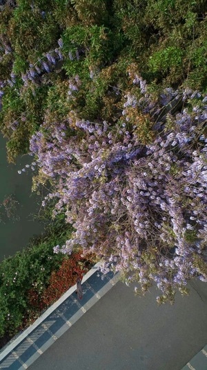 繁花-情侣园-紫藤-春天-紫藤 图片素材