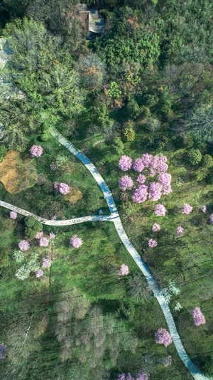 早晨-春天-郁金香-植物园-美人梅 图片素材