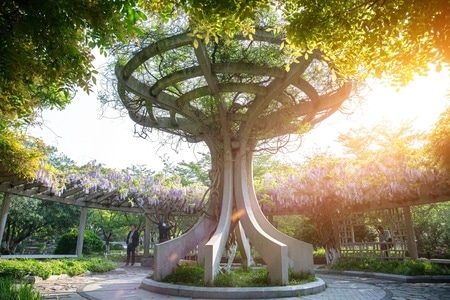 繁花-情侣园-紫藤-春天-紫藤 图片素材