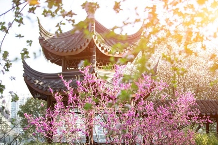 海棠-春天-莫愁湖-早晨-绿叶 图片素材