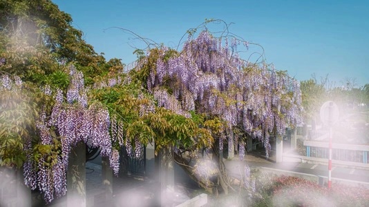 繁花-情侣园-紫藤-春天-紫藤 图片素材