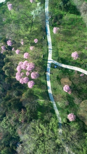 早晨-春天-郁金香-植物园-美人梅 图片素材