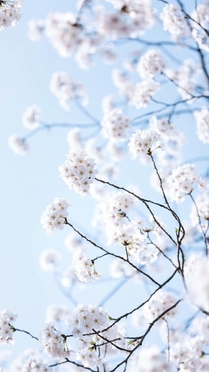 繁花-春天-碧蓝-天空-花 图片素材