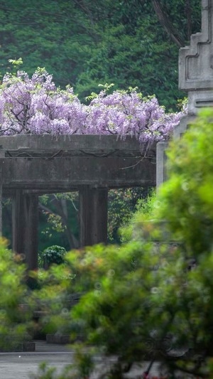 春天-繁花-音乐台-紫藤-鸽子 图片素材