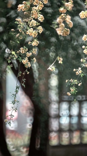 春天-绿叶-玄武湖-木香花-繁花 图片素材