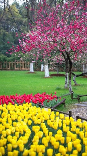花-春天-早晨-花-花朵 图片素材