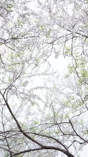 繁花-春天-碧蓝-天空-花 图片素材