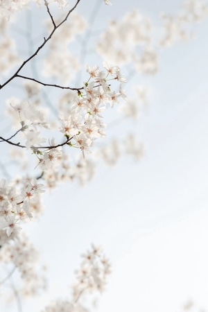 樱花-花-春-晴朗-植物 图片素材