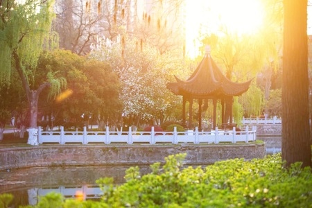 海棠-春天-莫愁湖-早晨-绿叶 图片素材