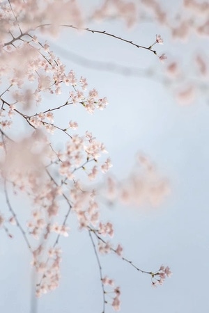 樱花-花-春-晴朗-地图 图片素材