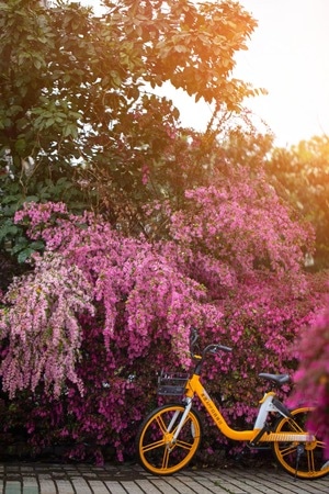 花-春天-早晨-花-花卉 图片素材