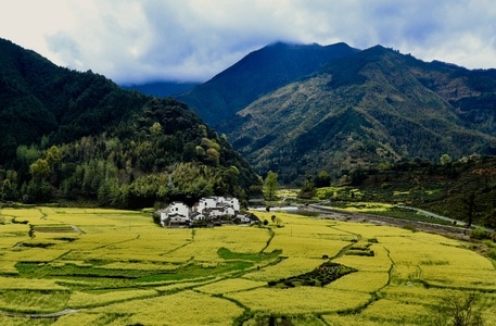 春暖花开-山村-春天-油菜花-安徽黄山市呈村 图片素材