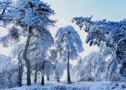 安吉龙王山-雪景-松林-树木-树 图片素材